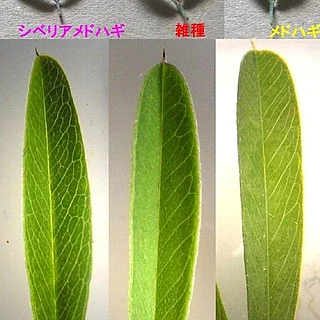 メドハギとシベリアメドハギの雑種の写真