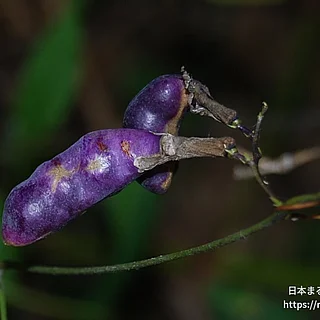 ノササゲ属の写真