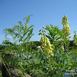 クララの写真