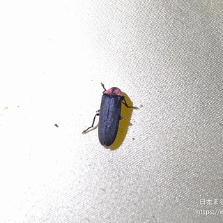 ゲンジボタルの写真