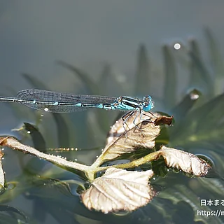 ムスジイトトンボ（成虫）の写真