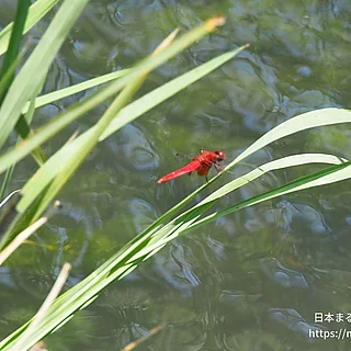 ショウジョウトンボ（成虫）の写真