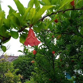 ザクロ（花）の写真