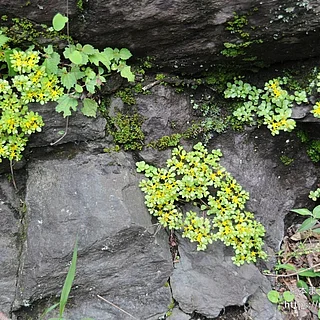 マルバマンネングサ（花）の写真