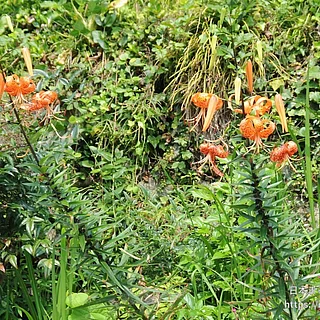 オニユリ（花）の写真