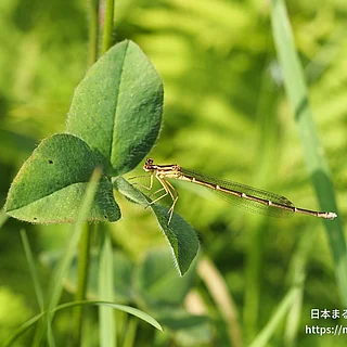 モノサシトンボ（成虫）の写真