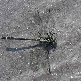 ダビドサナエ（成虫）の写真