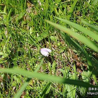トキソウ属の写真