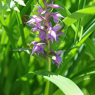 ハクサンチドリ（花）の写真