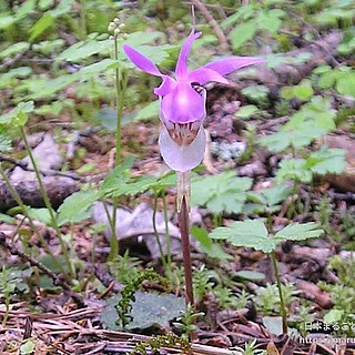 ホテイラン属の写真