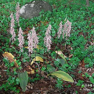 サイハイラン（花）の写真
