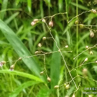 チゴザサの写真