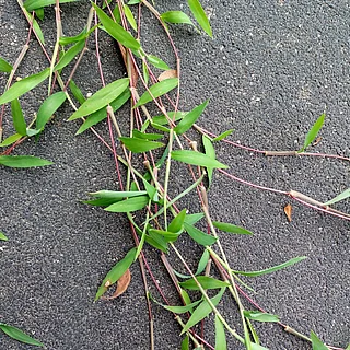 コメヒシバの写真