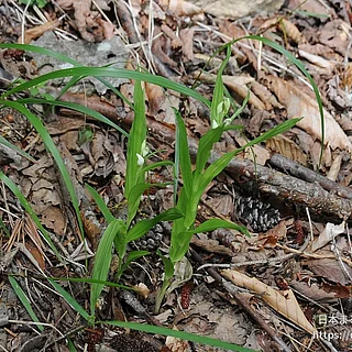 ササバギンラン（花）の写真