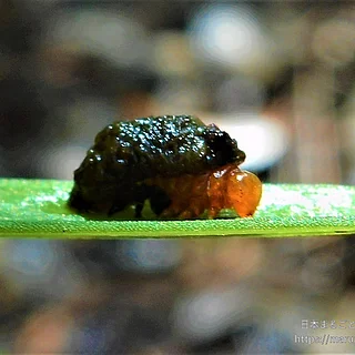ユリクビナガハムシの写真