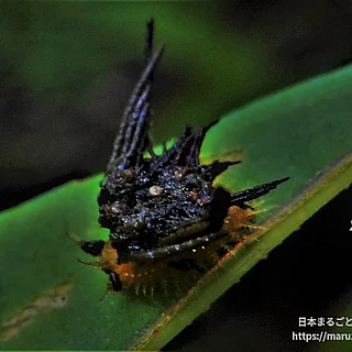 イチモンジカメノコハムシの写真