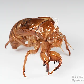 アブラゼミの写真