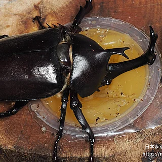 カブトムシの写真