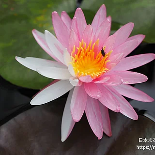 ピンクドーン（花）の写真