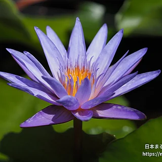 イスラモラダ（花）の写真