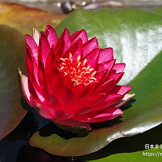 マニーレッド（花）の写真