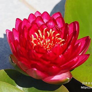 マニーレッド（花）の写真