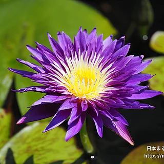 プラムクレイジー（花）の写真