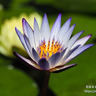 ムラサキシキブ（花）の写真