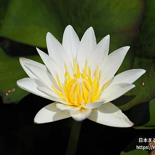 ジャニス（花）の写真