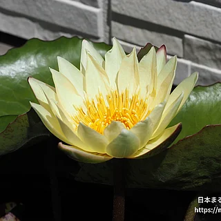 カーラズサンシャイン（花）の写真