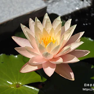 ブラッシングブライド（花）の写真