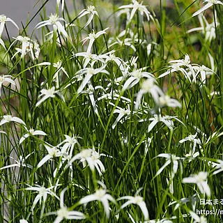 シラサギカヤツリ（花）の写真