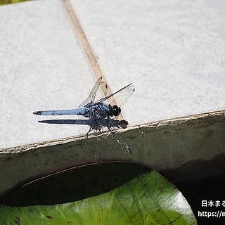 オオシオカラトンボ（成虫）の写真