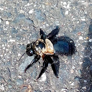 タイワンタケクマバチの写真