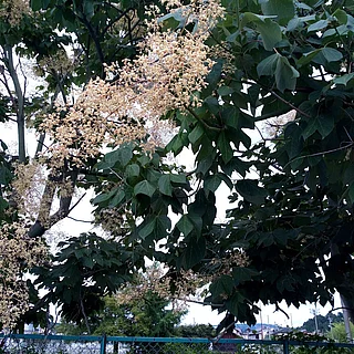 アオギリ（花）の写真