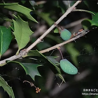 ヒイラギの写真