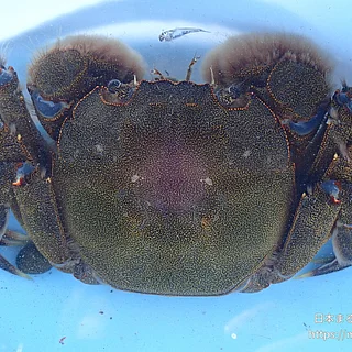 モクズガニの写真