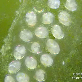 モノアラガイ科の写真