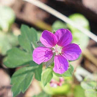 ゲンノショウコ（花）の写真