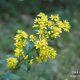 アキノキリンソウの写真