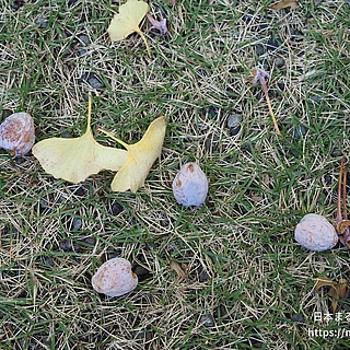 イチョウ（実・種子）の写真