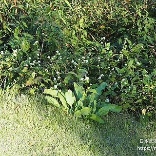 ミゾソバの写真