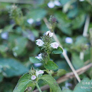 キツネノマゴ（花）の写真