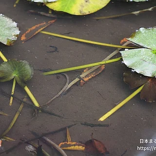 ミナミメダカの写真