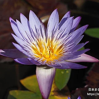 ティナ（花）の写真