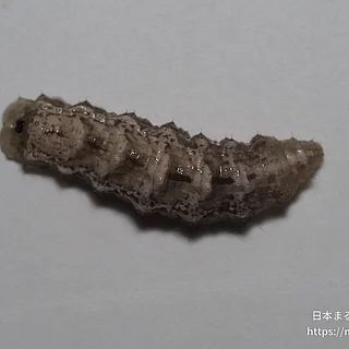 クロヒラタアブ属の写真