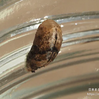 クロヒラタアブ属の写真