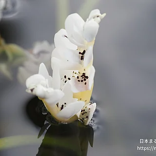 ケープヒルムシロ（花）の写真