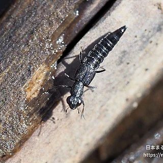 メダカハネカクシ属（成虫）の写真