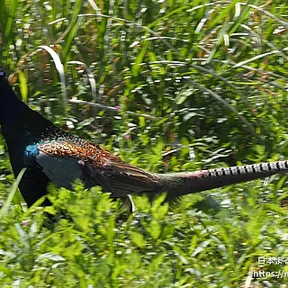 キジの写真